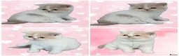 British Shorthair cats for sale: Ready end June !TICA SGC & CH daughter,stunning! - Advert 4