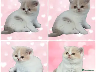 British Shorthair cats Ready end June !TICA SGC & CH daughter,stunning! - Advert 2