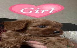 Cavapoo dogs for sale: Cavapoo puppies⭐️⭐️ health tested parents ⭐️⭐️⭐️ - Image 5