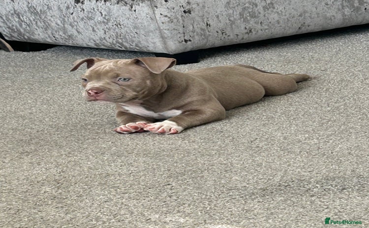 American Bully dogs - Advert 7