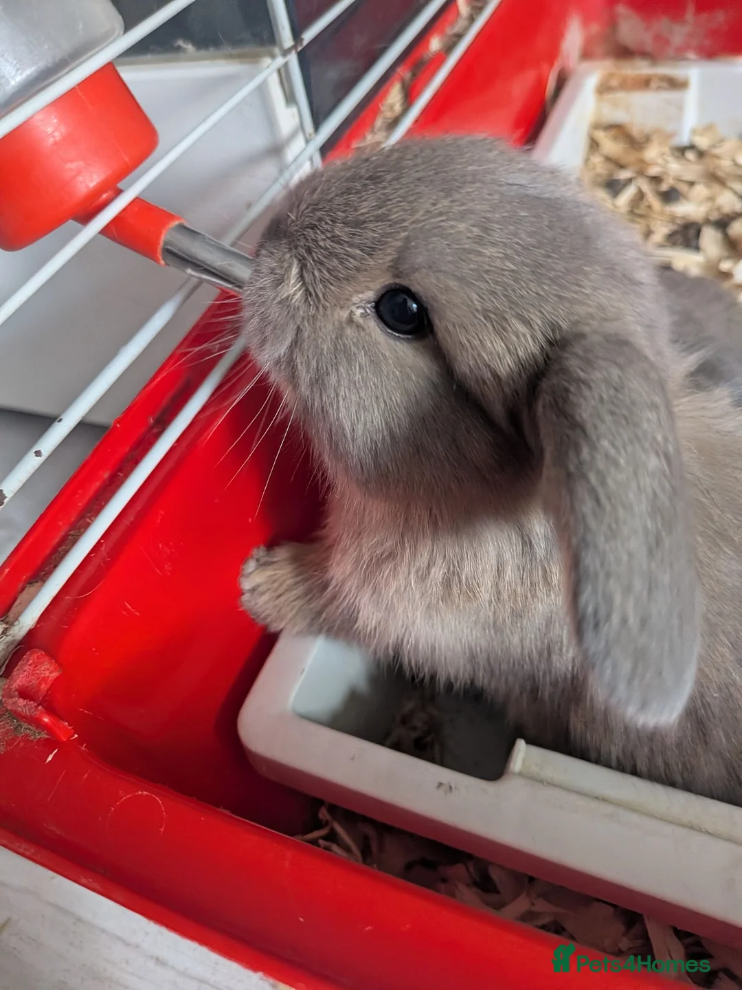 Mini Lop rabbits for sale: 5 mini lops ready 25th july - Advert 17