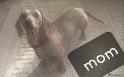 Miniature Dachshund dogs for sale: 6 adorable miniature dashund puppy’s  - Image 14
