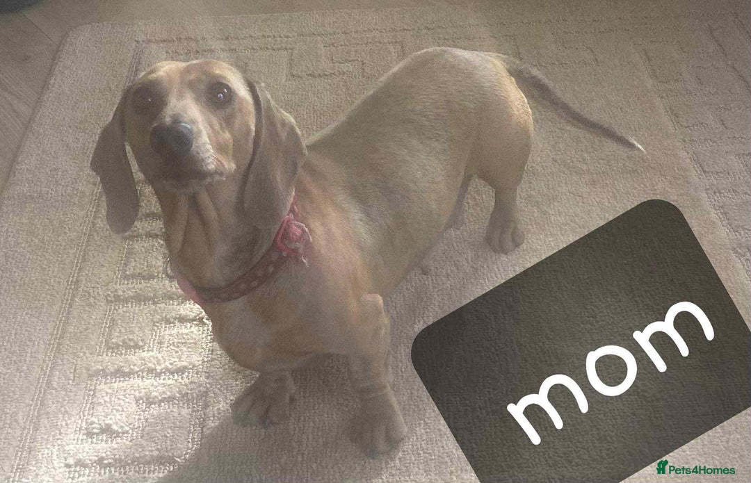 Miniature Dachshund dogs for sale: 6 adorable miniature dashund puppy’s  - Image 14