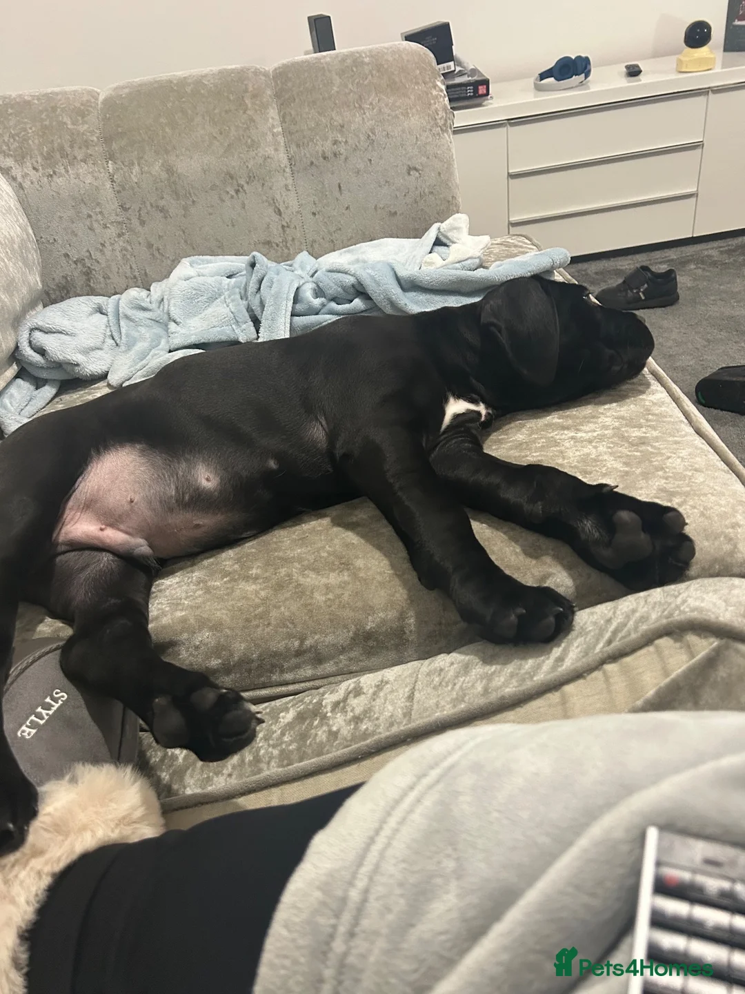 Cane Corso dogs for sale: Cane Corso Puppy - Advert 11