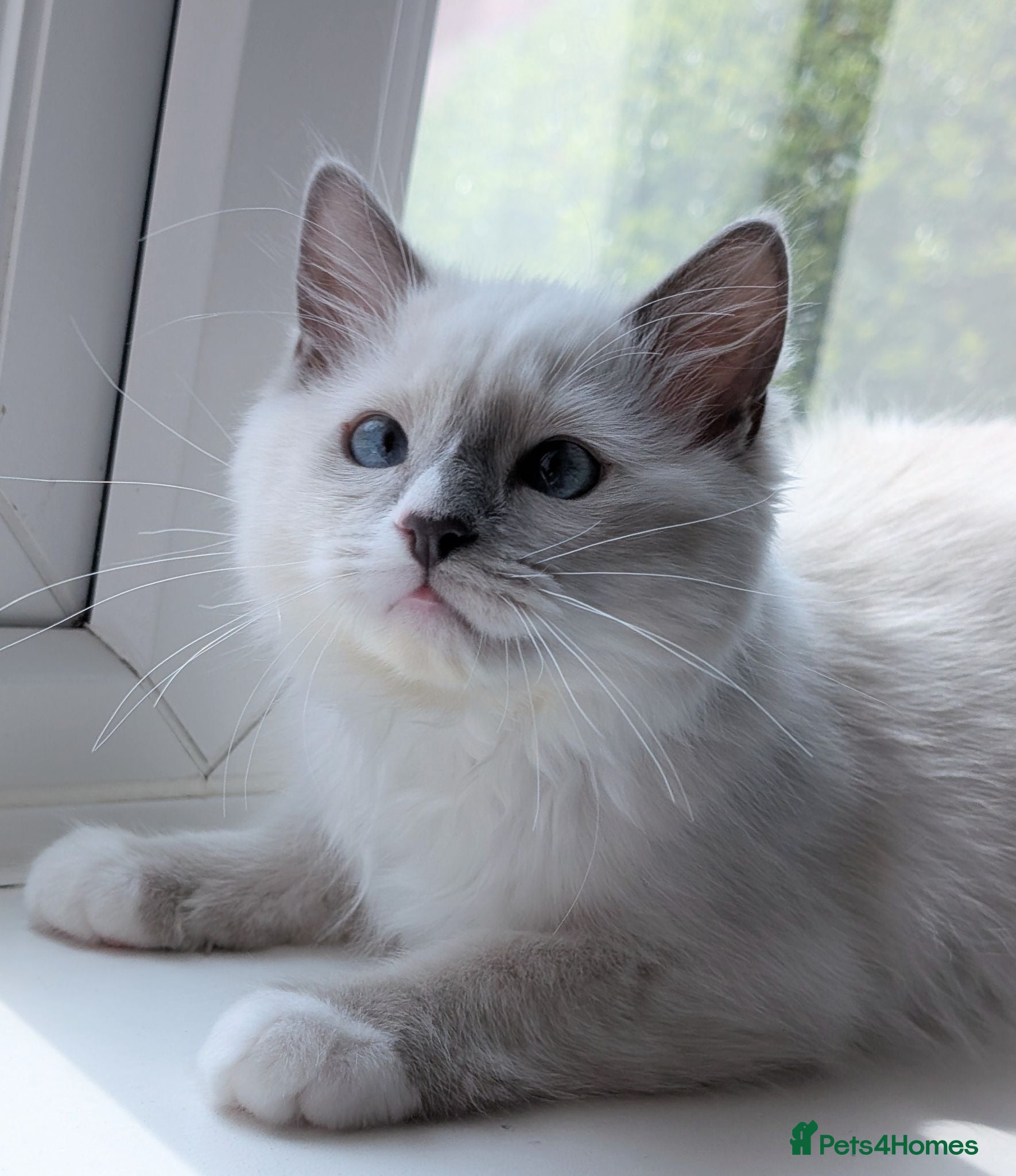 Ragdoll cats Champion EU pedigree TICA Ragdoll kitten  - Advert 13