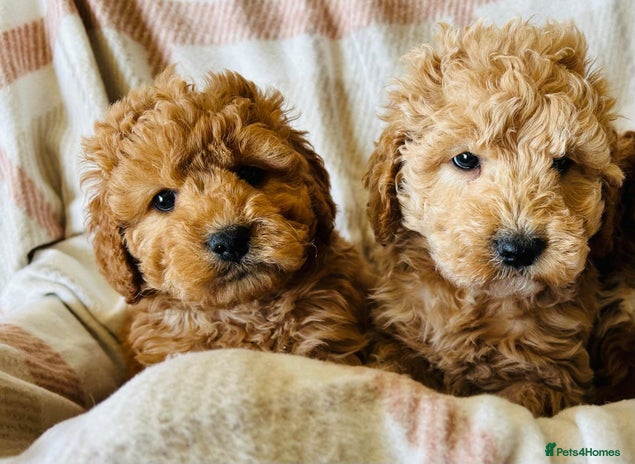 Cockapoo Scotland Cockapoo puppies for sale in Scotland | Pets4Homes