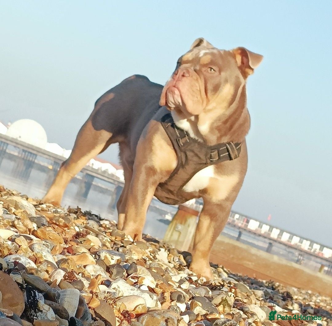 English Bulldog dogs Handsome Lilac boy for Stud - Advert 1