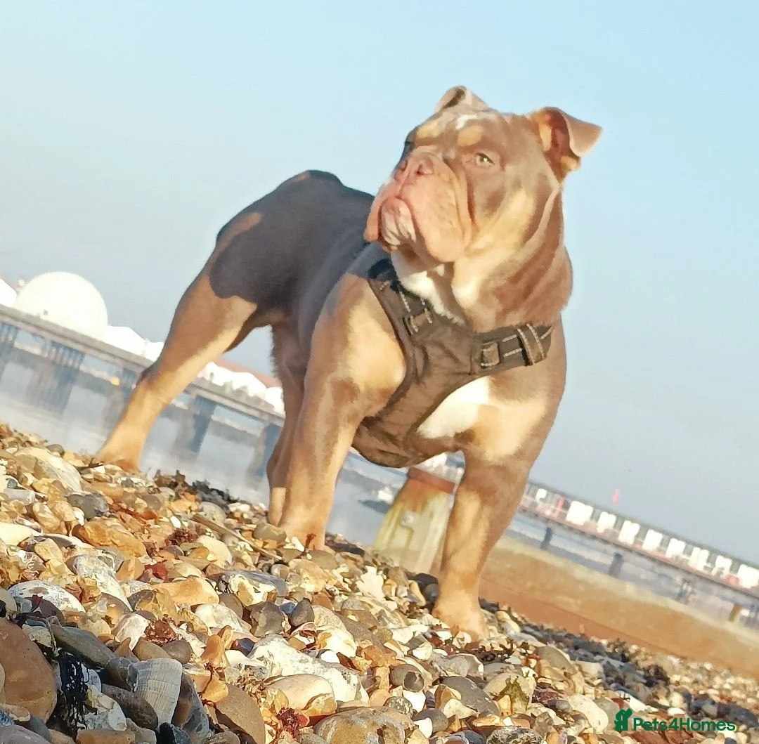 English Bulldog dogs for stud: Handsome Lilac boy for Stud in Gravesend - Advert 1
