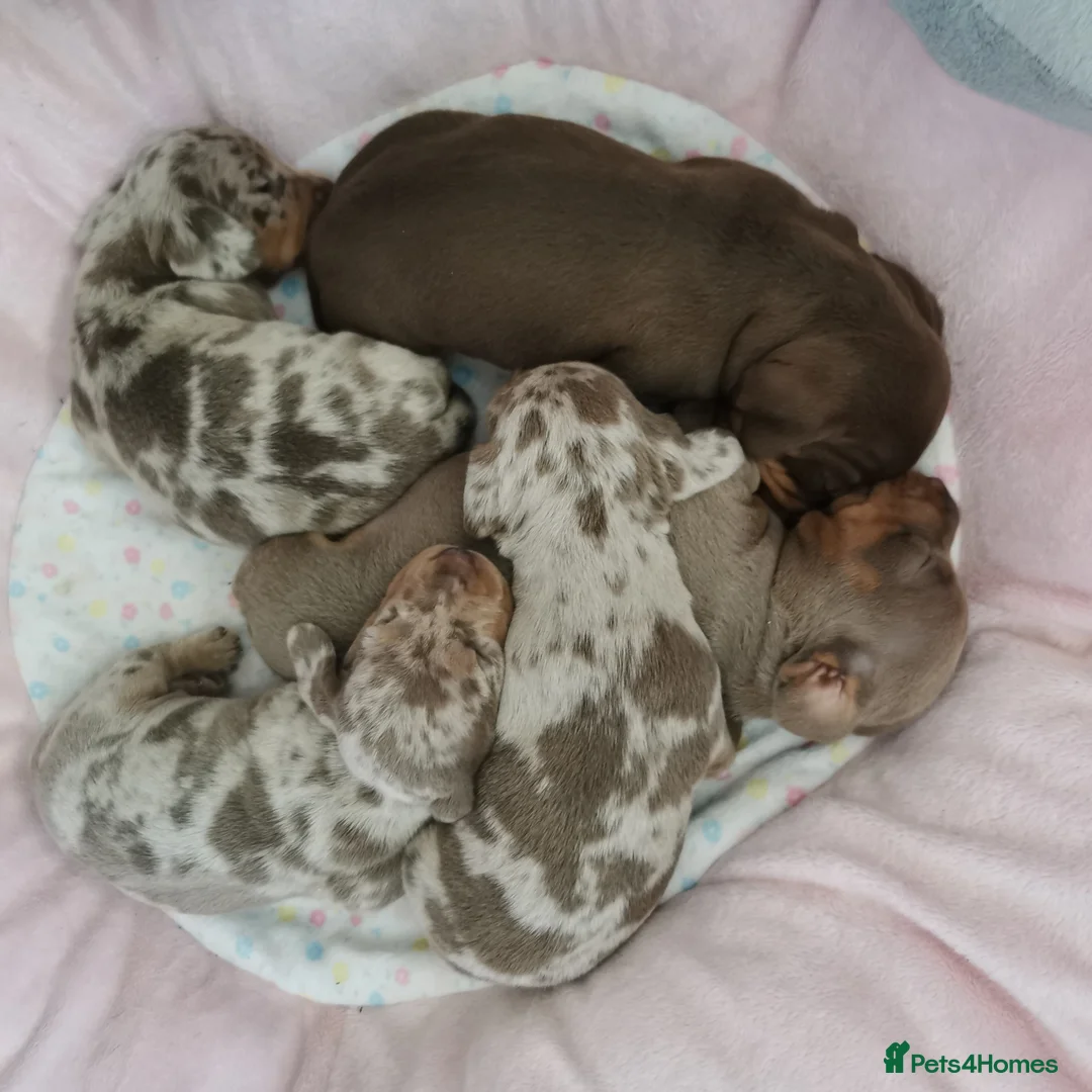 Dachshund dogs for sale: KC miniature smooth haired DNA tested dachshunds  in Weston-super-Mare - Advert 2