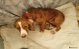 Cockapoo dogs for sale: Cockapoo pups  - Image 1