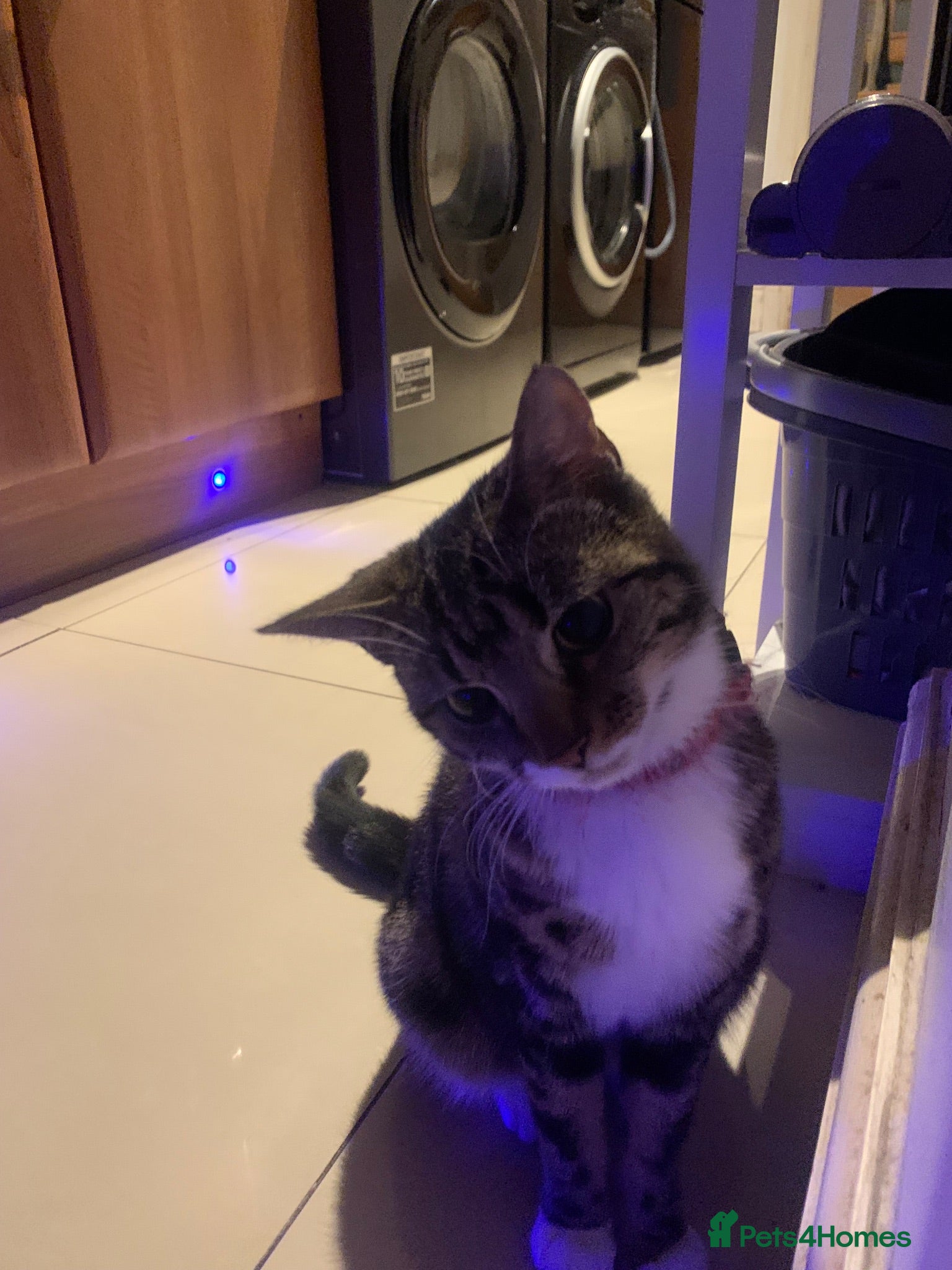 Mixed Breed cats Short haired mixed breed tabi  - Advert 1