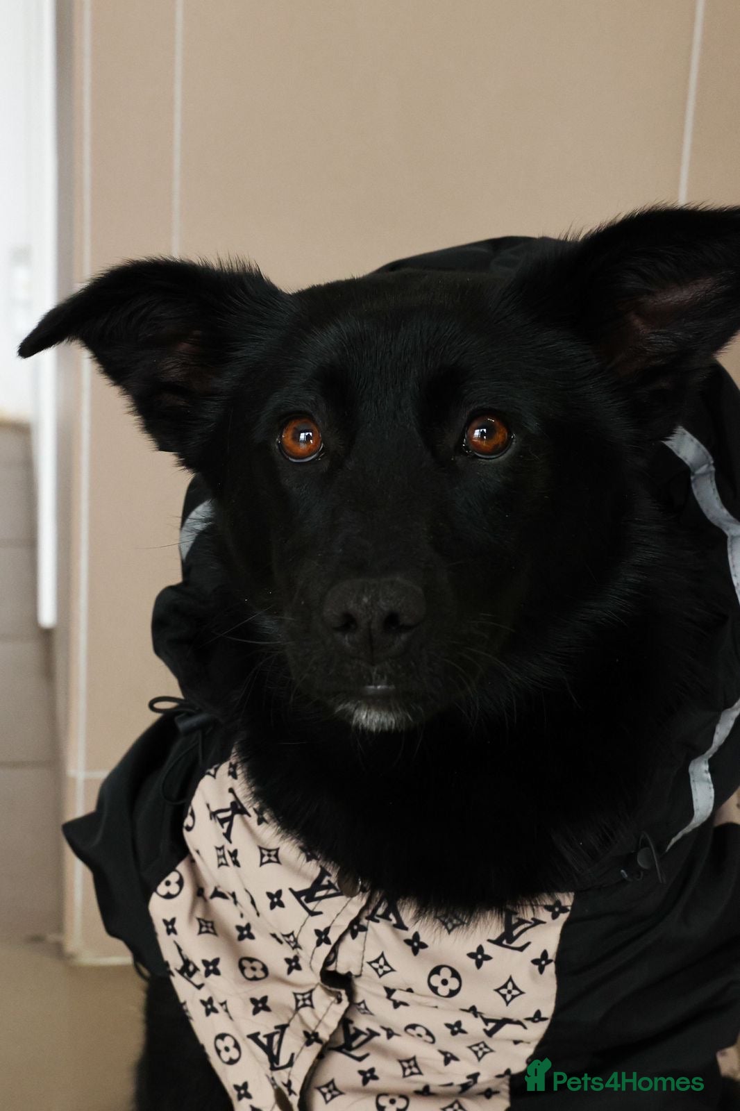 Mixed Breed dogs ❤️🐶 ARABELLA – SHE FOLLOWS QUIETLY, LOVES DEEPLY - Advert 1