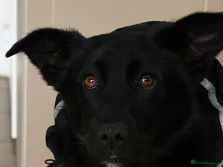 Mixed Breed dogs ❤️🐶 ARABELLA – SHE FOLLOWS QUIETLY, LOVES DEEPLY - Advert 3