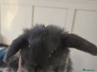 Mini Lop rabbits - Advert 24