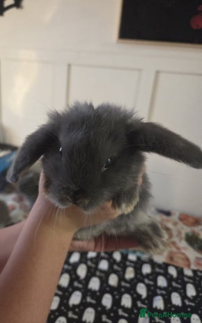 Mini Lop rabbits - Advert 9