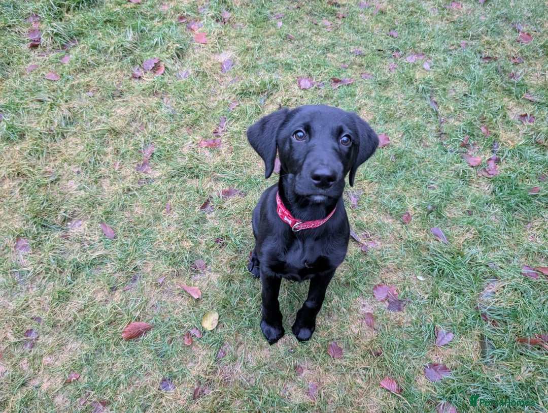 Labrador Retriever dogs for sale: Gorgeous KC registered Black Labrador Puppy - Advert 2