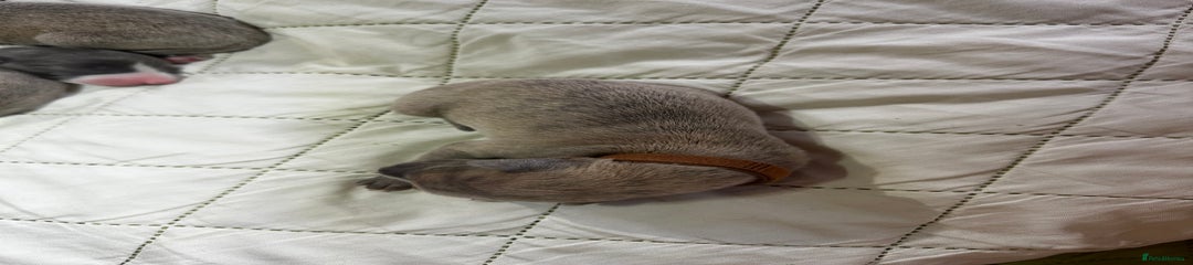 Whippet Puppy 1