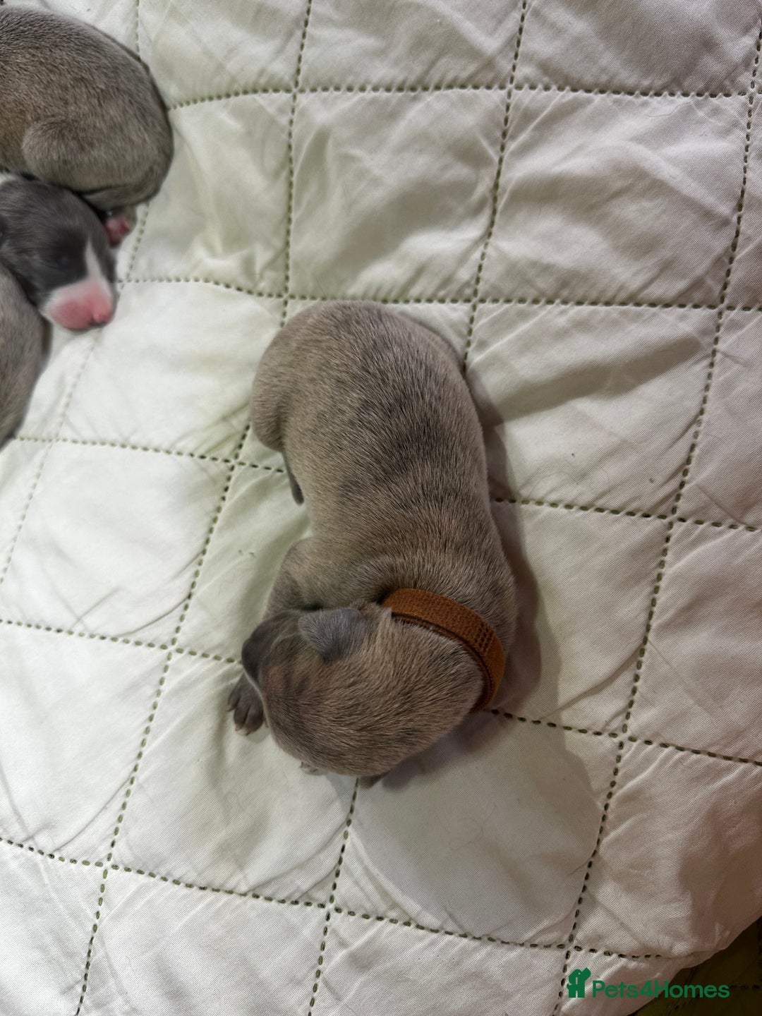 Whippet dogs for sale: Pedigree Purebred Blue and Two Toned Whippets - Image 18