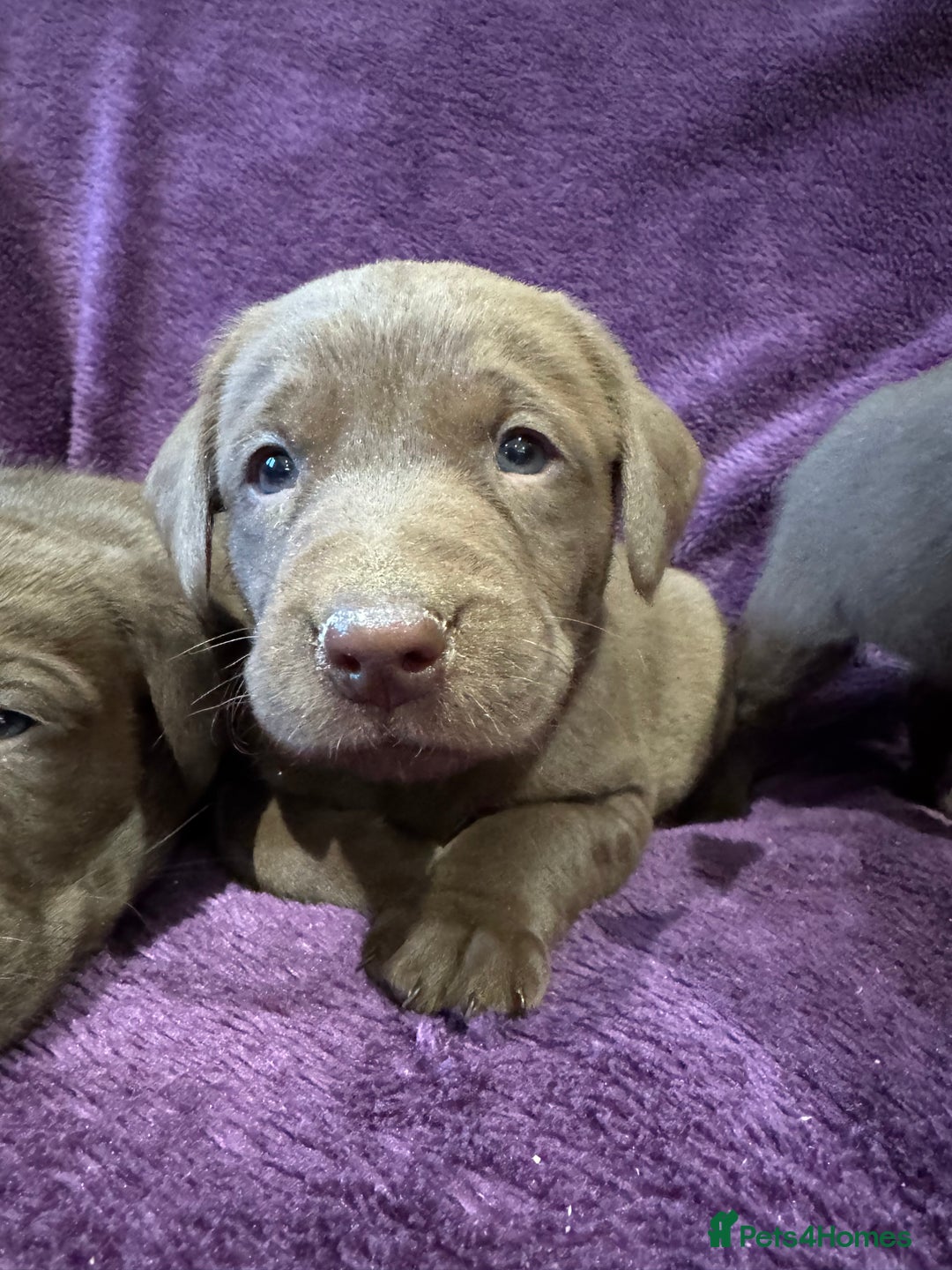 Labrador Retriever dogs for sale: Black Labrador Puppies, 5* Licensed Breeder - Advert 35