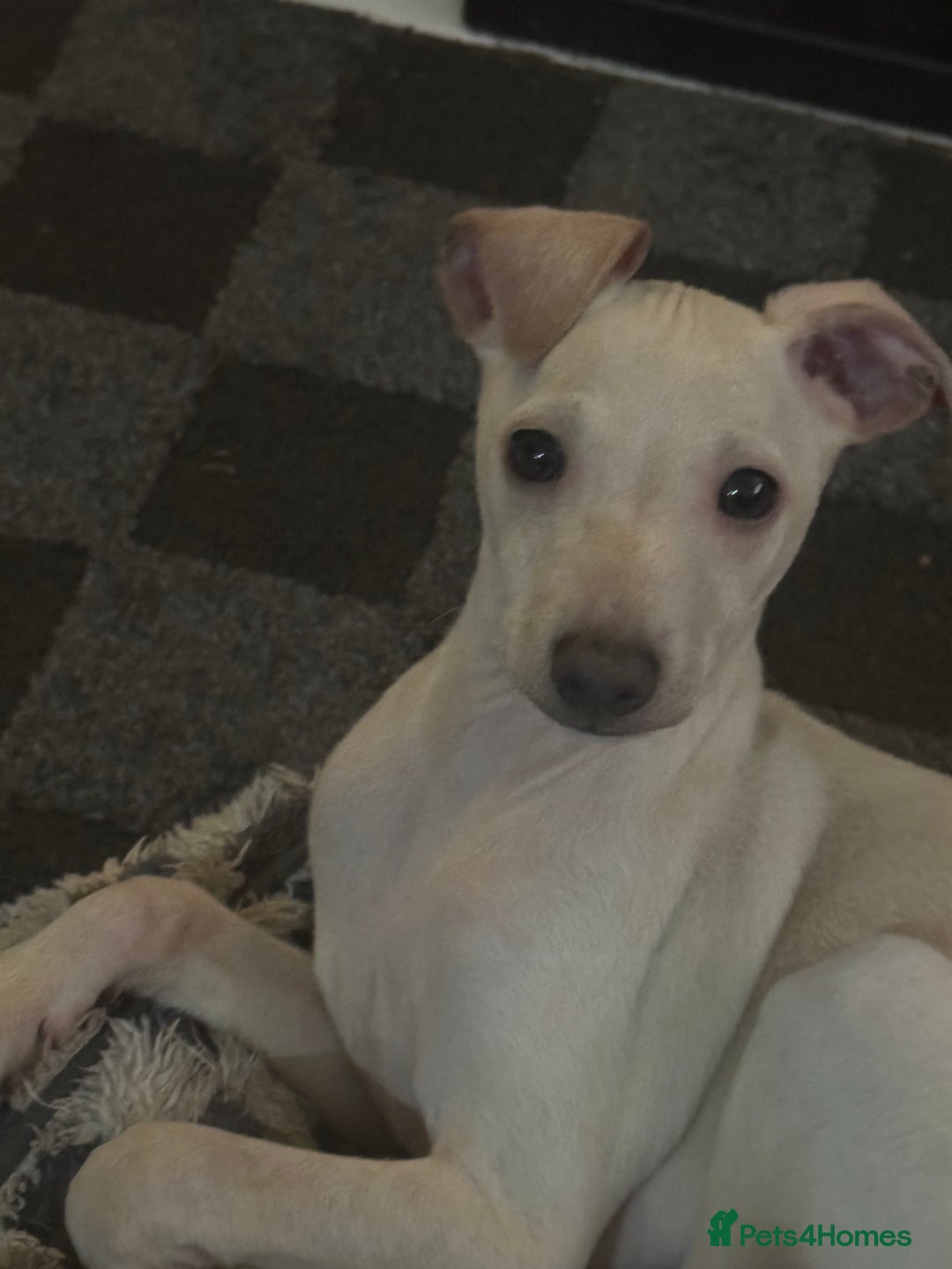 Italian Greyhound dogs for sale: Fully vaccinated white male Italian greyhound  - Advert 2