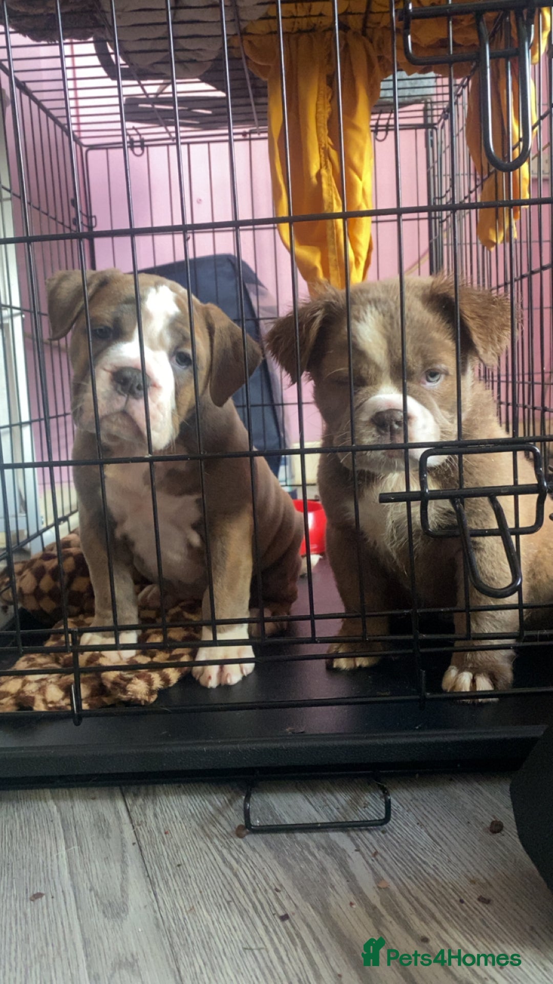 Olde English Bulldogge dogs for sale: Olde English bulldog pups - Advert 18