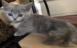 Munchkin cats for sale: Gorgeous cheeky little munchkin kittens available - Image 1