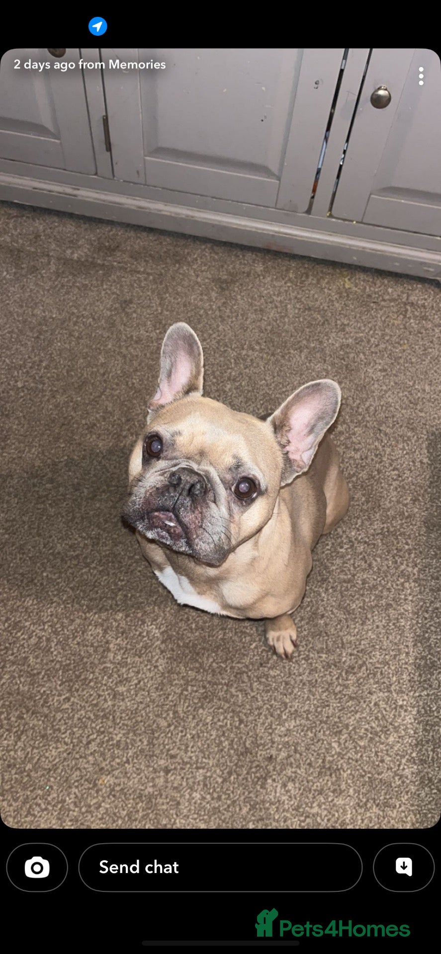 French Bulldog dogs Bentley  - Advert 3