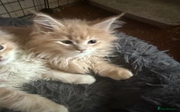 Maine Coon cats for sale: Pedigree fluffy Maine coon kittens (last3 boys) - Image 13