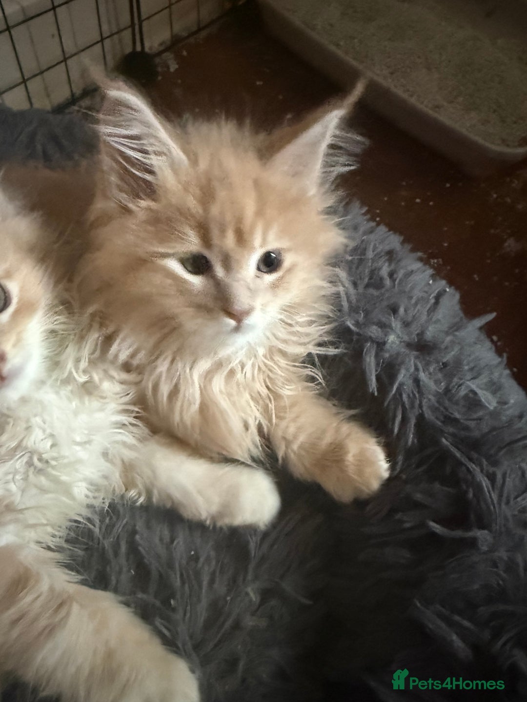 Maine Coon cats for sale: Pedigree fluffy Maine coon kittens (last3 boys) - Image 13