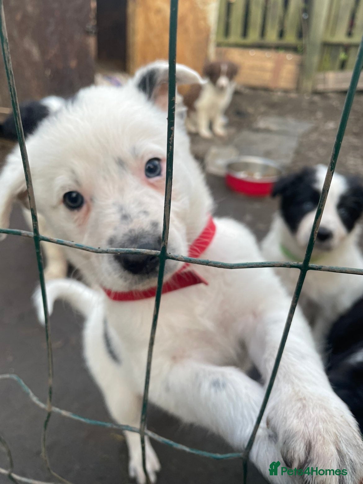 Border Collie dogs Border collie pups - Advert 2