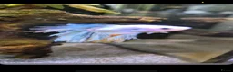Bettas fish for sale: Betta fish  - Advert 4
