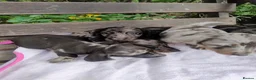 Dachshund dogs for sale: Pure joy looking for new homes  in Benfleet - Advert 7