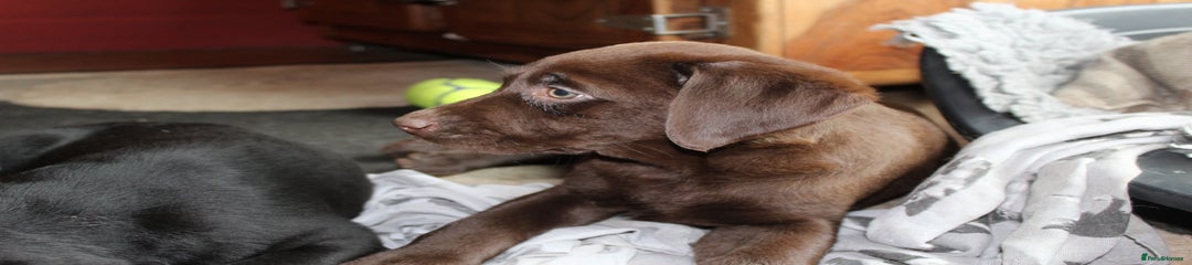 Chunky Chocolate with Topaz Eyes