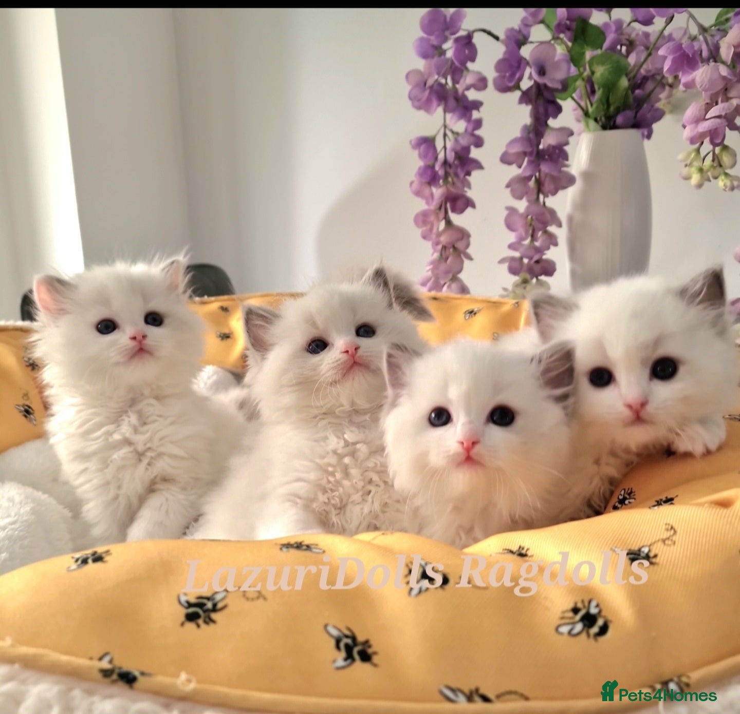 Ragdoll cats 🏆✨️Exclusive kittens from Champion parents🥇🐈 - Advert 1