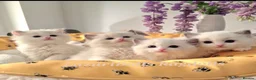 Ragdoll cats for sale: 🎀🐈Exclusive quality kittens🏆Champion parents🐈 - Advert 23