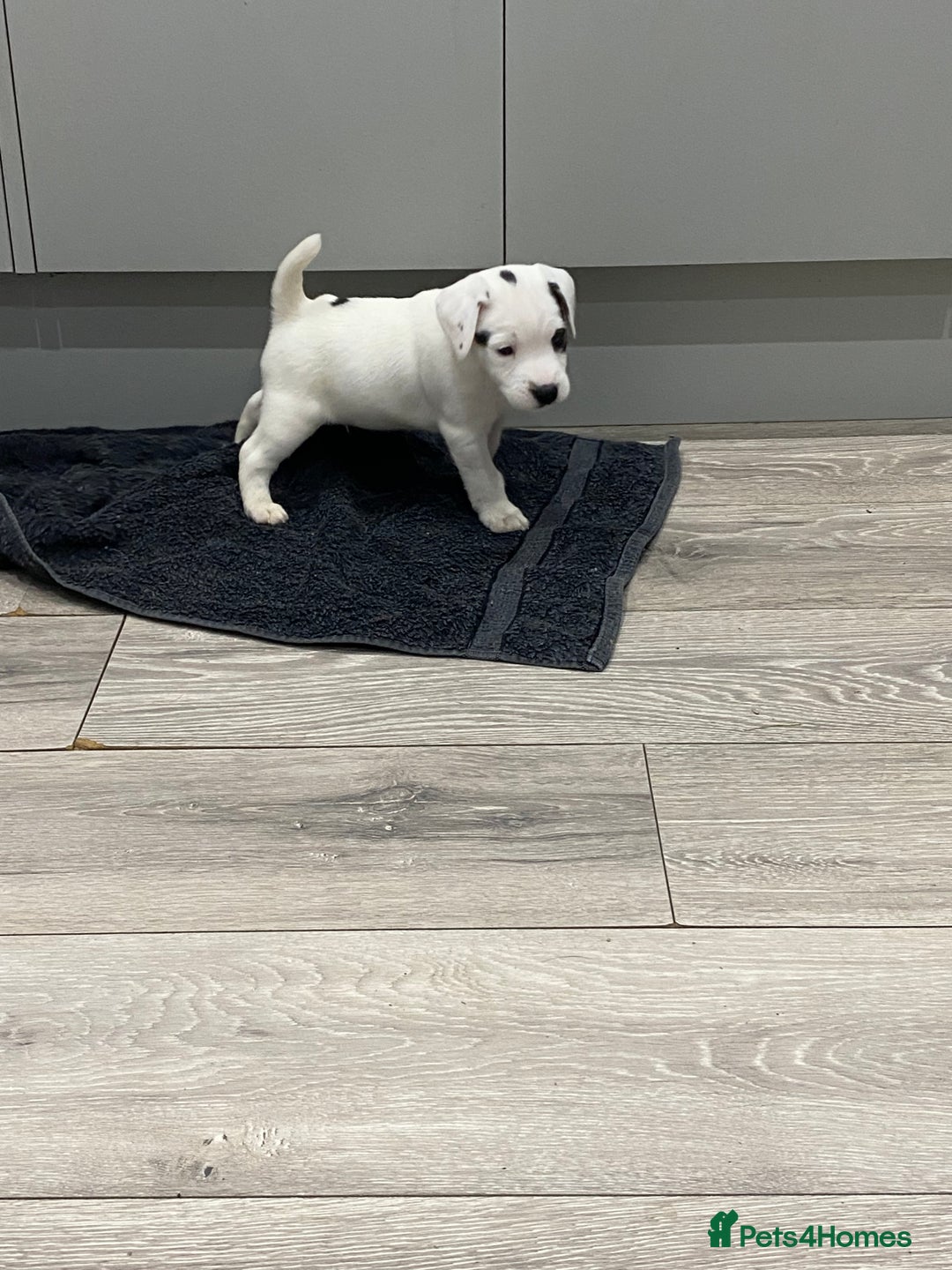 Parson Russell dogs for sale: Quality champion Parson Russell Puppies - Advert 5