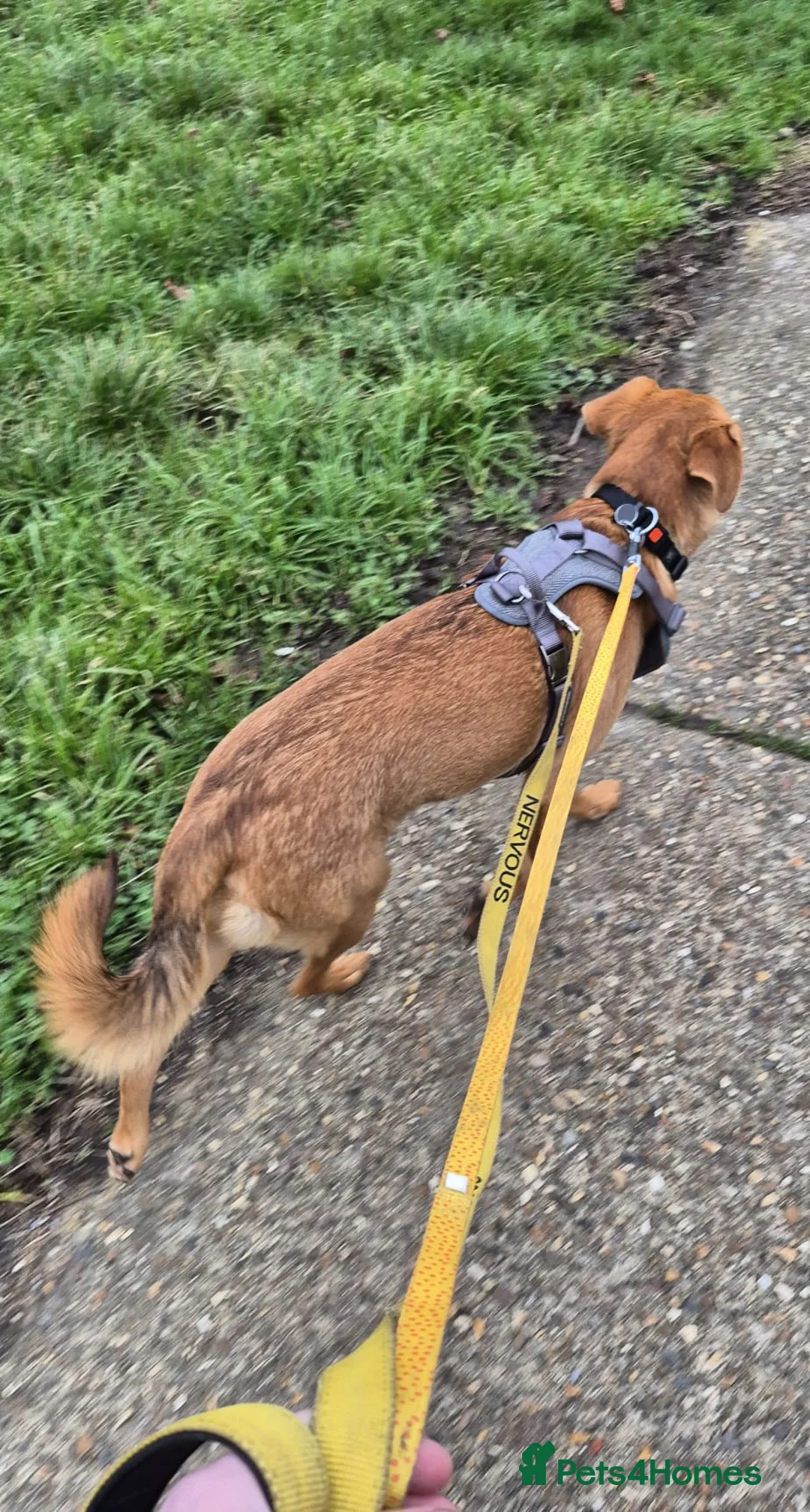 Mixed Breed dogs for adoption: 💙Archie💙10-month-old loving boy, upper-medium - Advert 8