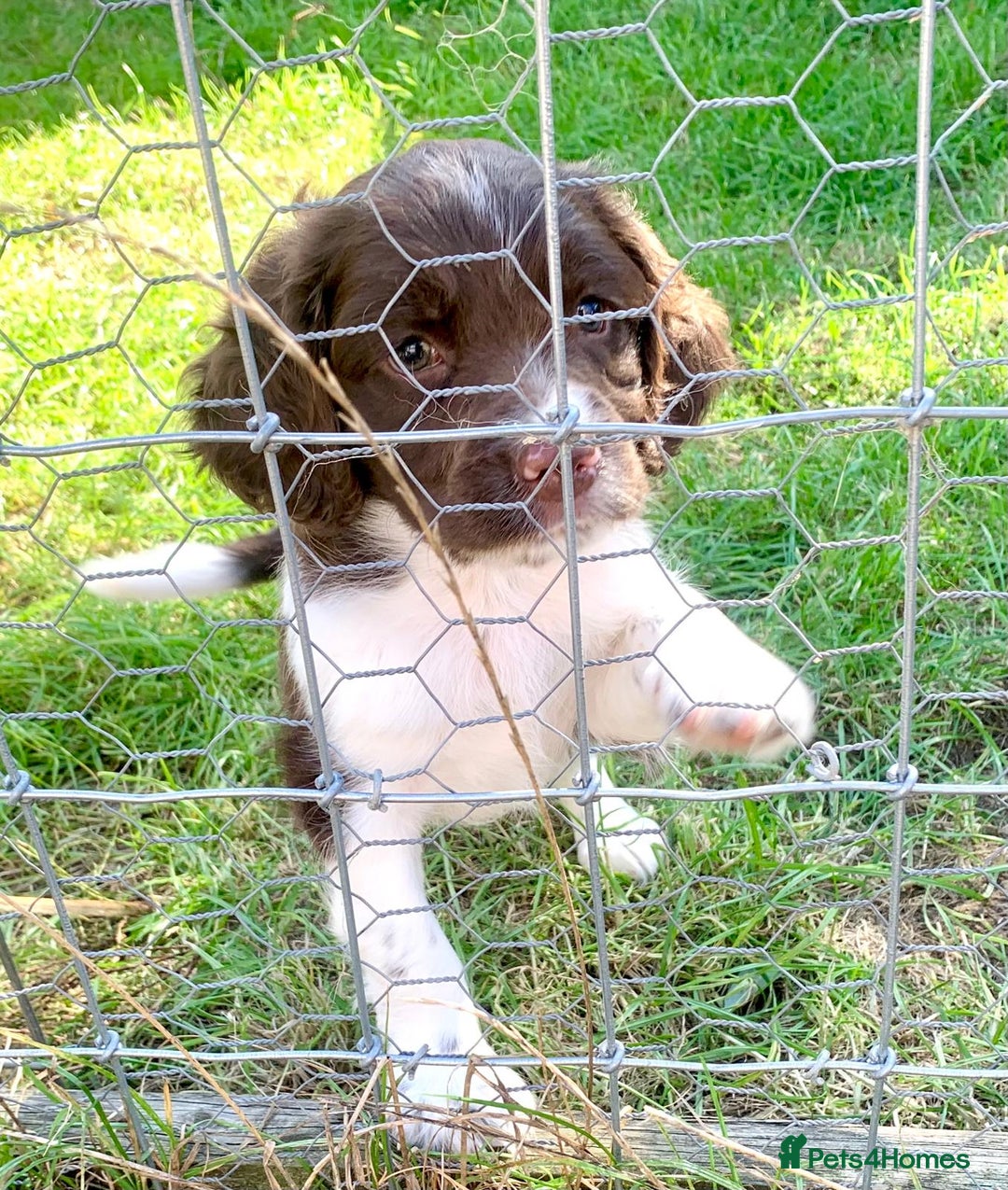 English Springer Spaniel dogs for sale: English Springer Spaniel Puppies - Advert 6