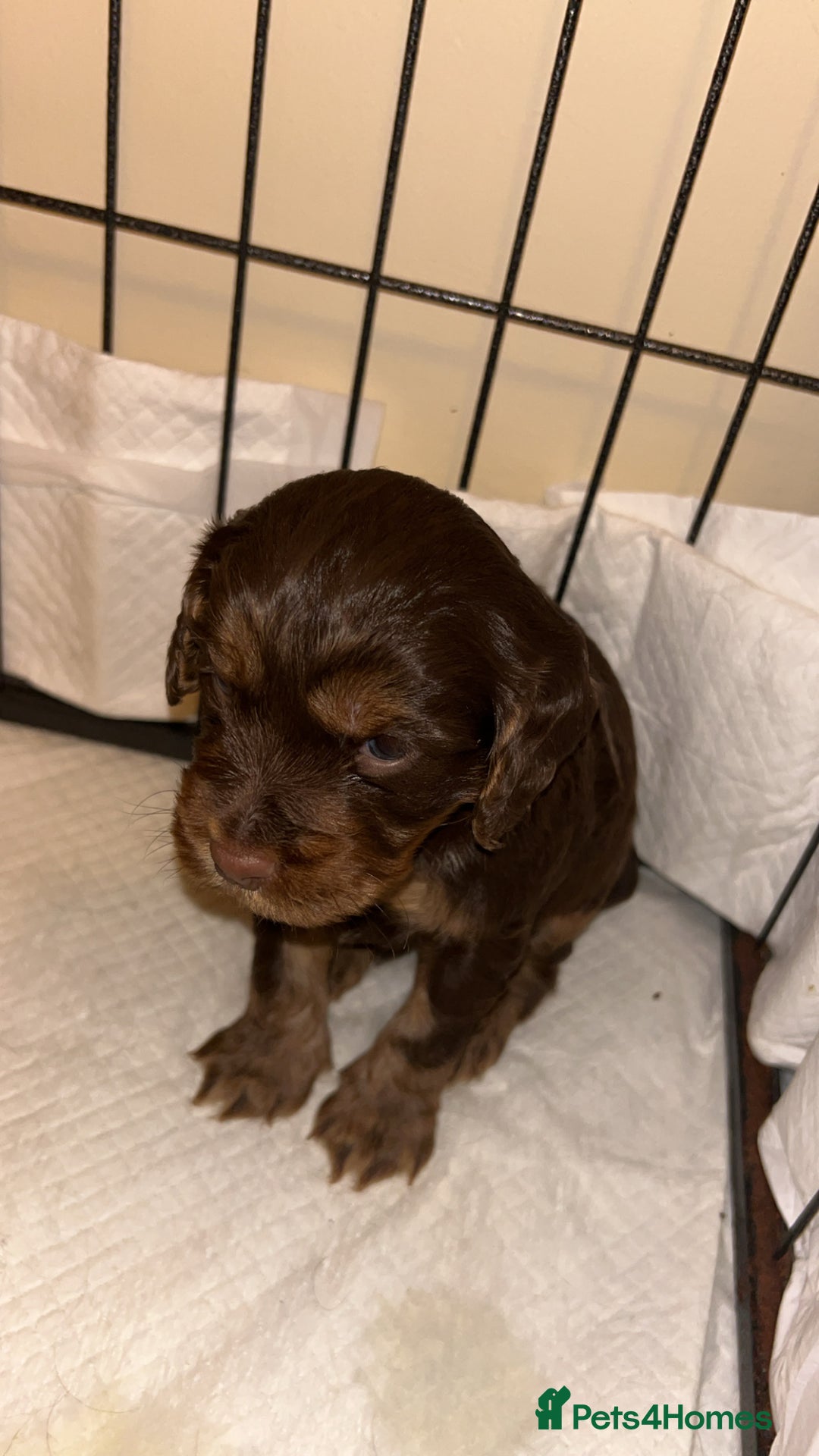 Cocker Spaniel dogs for sale: Beautiful cocker spaniel pups  - Advert 23
