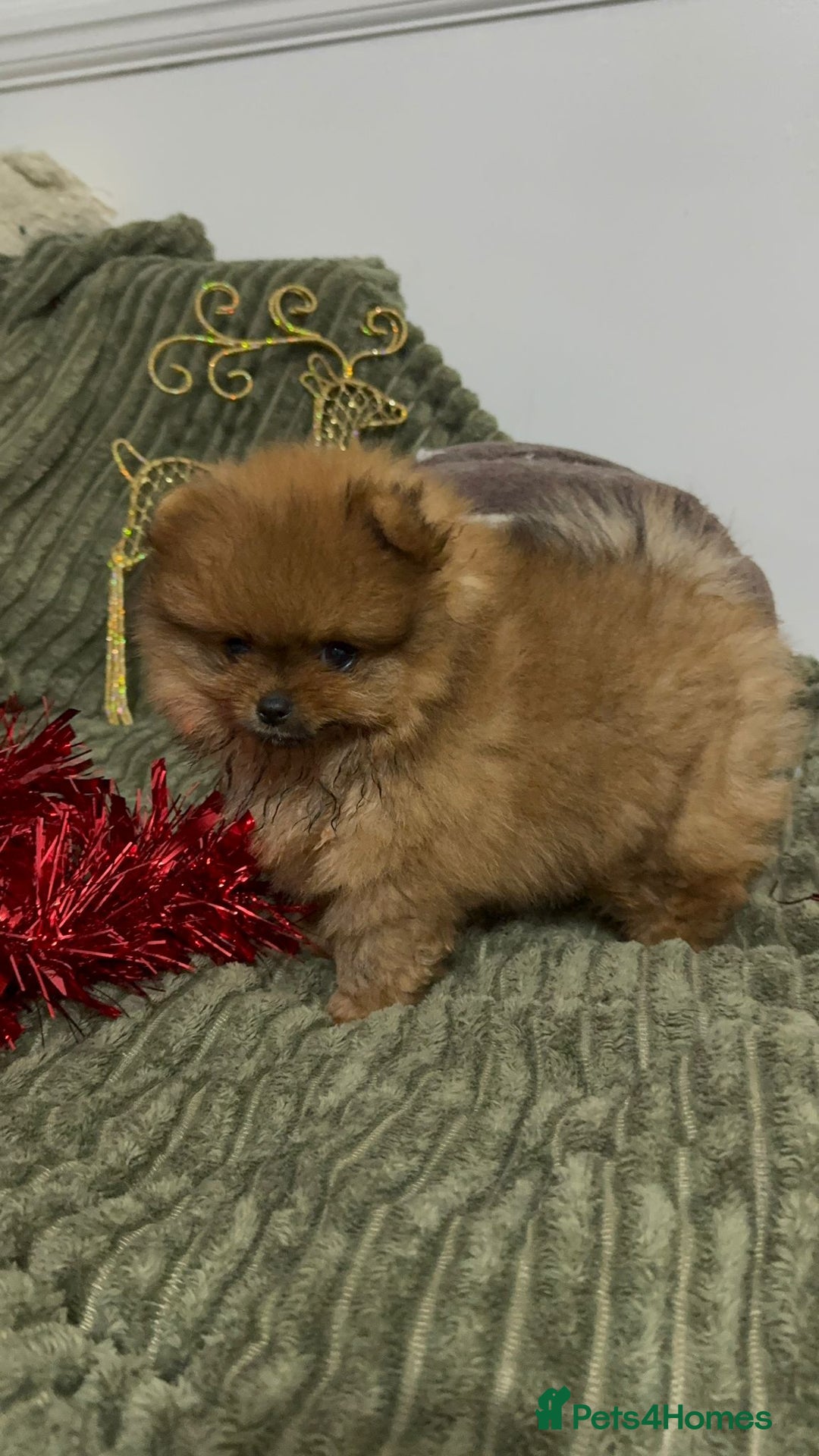 Pomeranian dogs for sale: Luxury puppy for sale - Advert 3