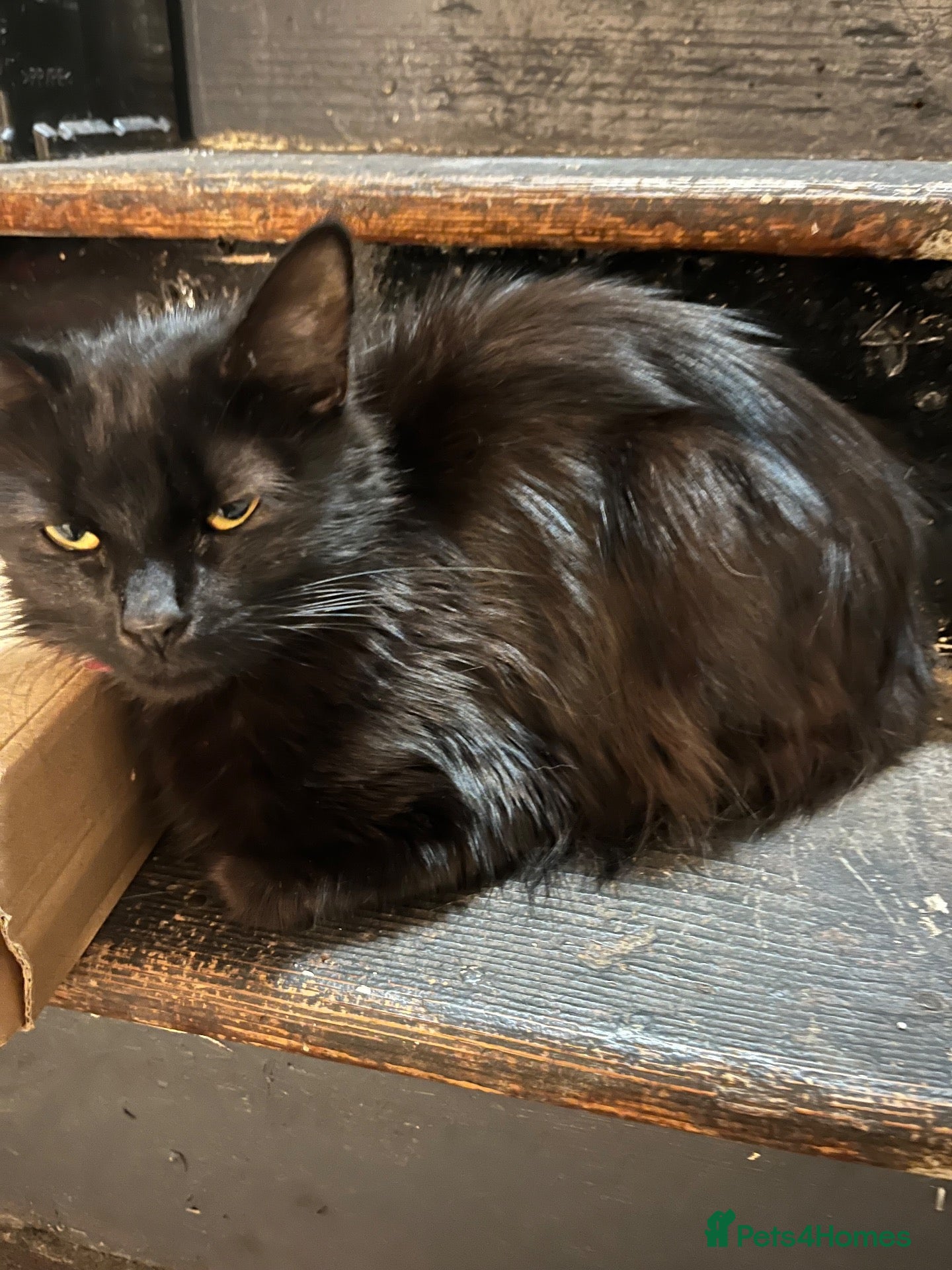 Mixed Breed cats Femal black long haired cat  - Advert 1
