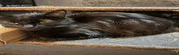 Mixed Breed cats for sale: Femal black long haired cat  - Advert 1