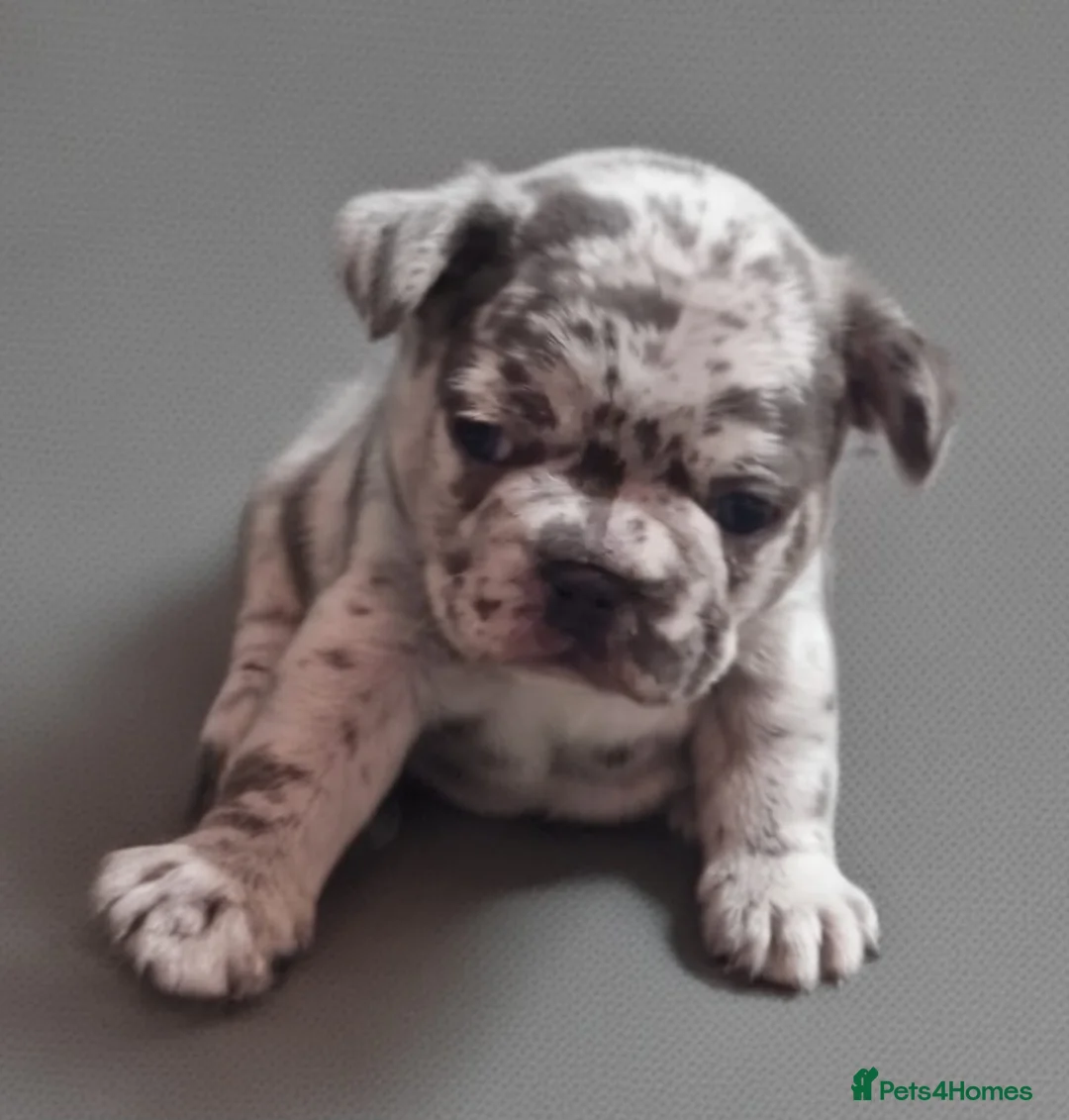 French Bulldog dogs for sale: Beautiful French bulldog puppies  - Advert 2