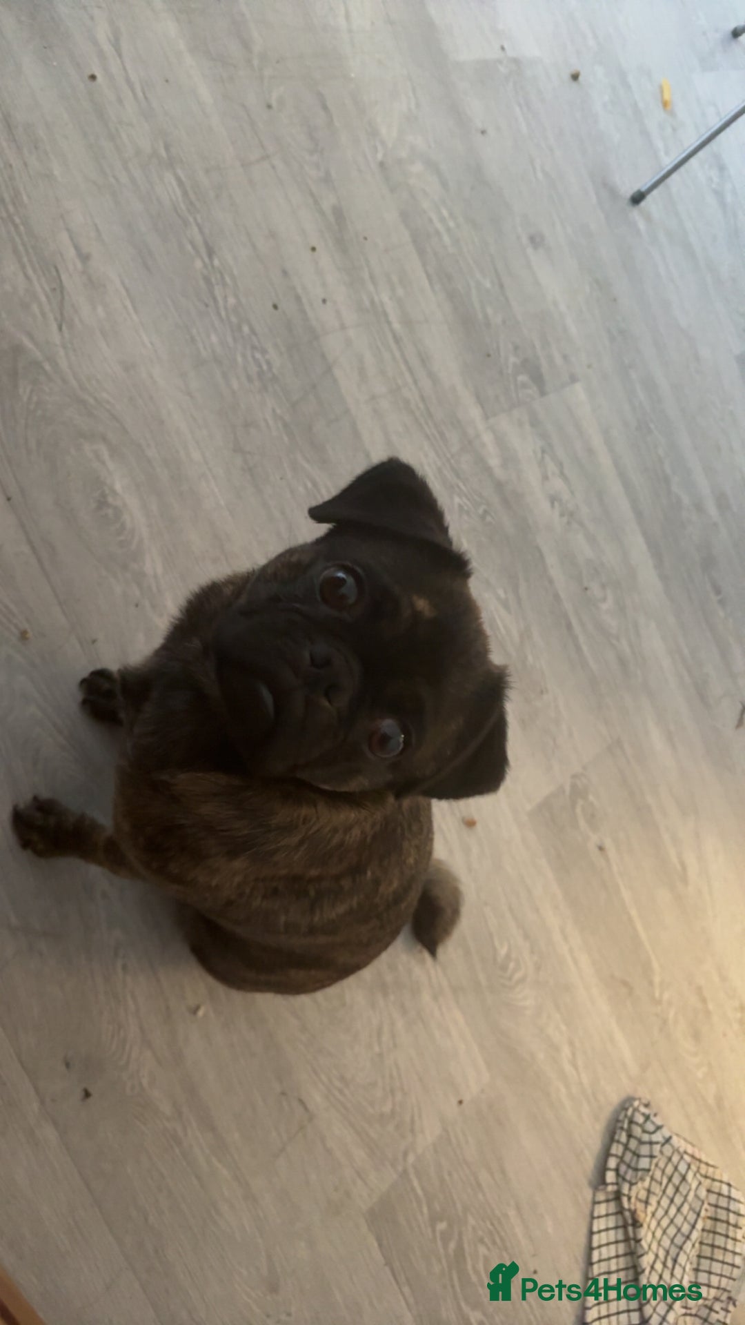 Jug dogs for sale: 3 year old jug for sale - Image 5