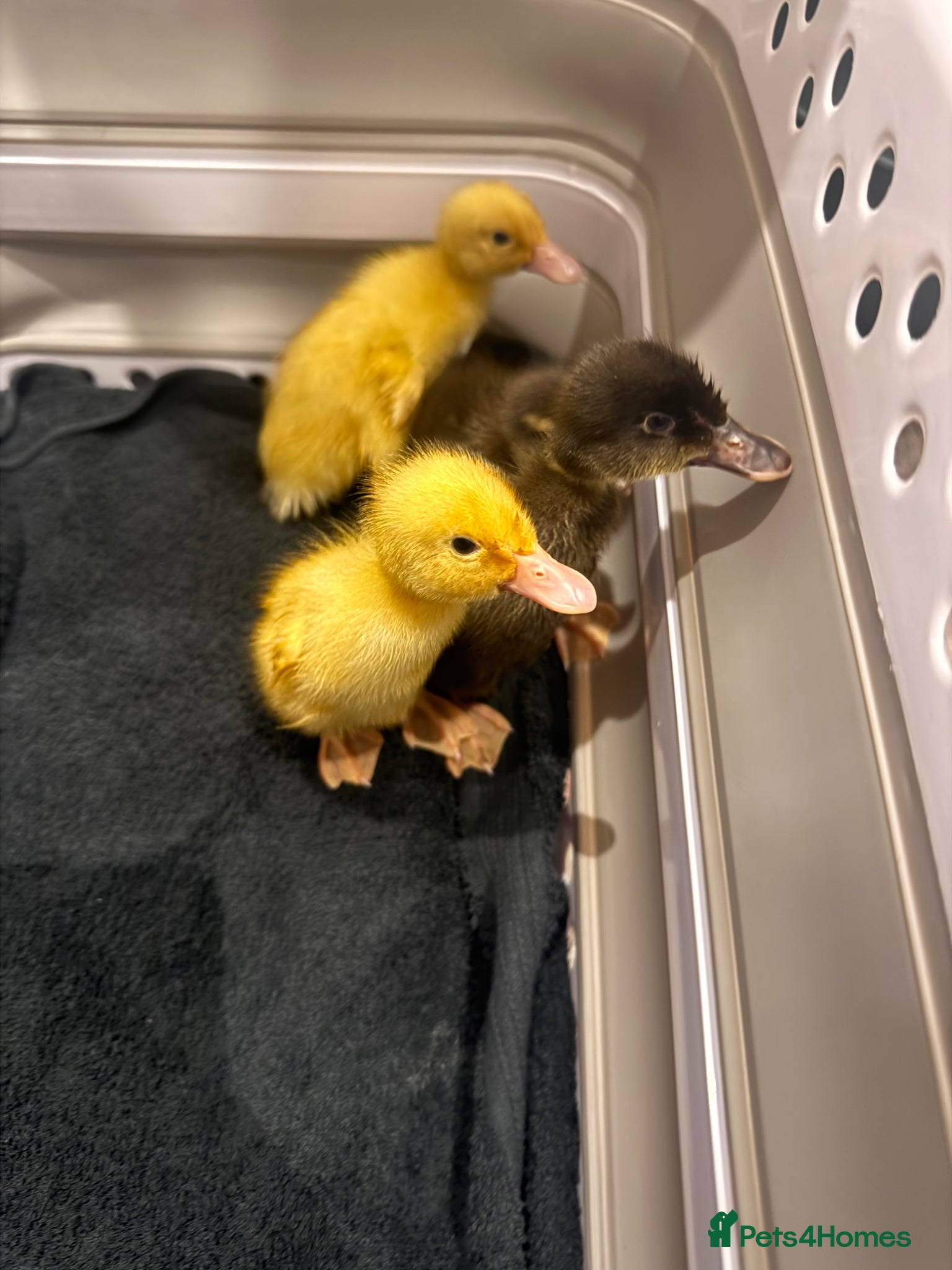 Ducks poultry for sale: Indian runner ducks  - Advert 1