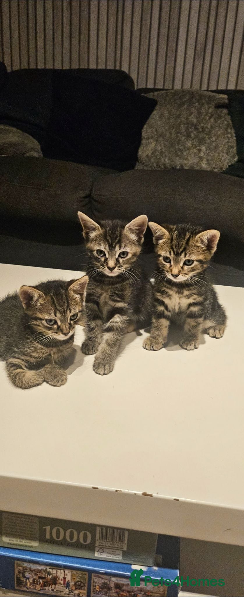 Mixed Breed cats Beautiful tabby x bengal kittens  - Advert 3