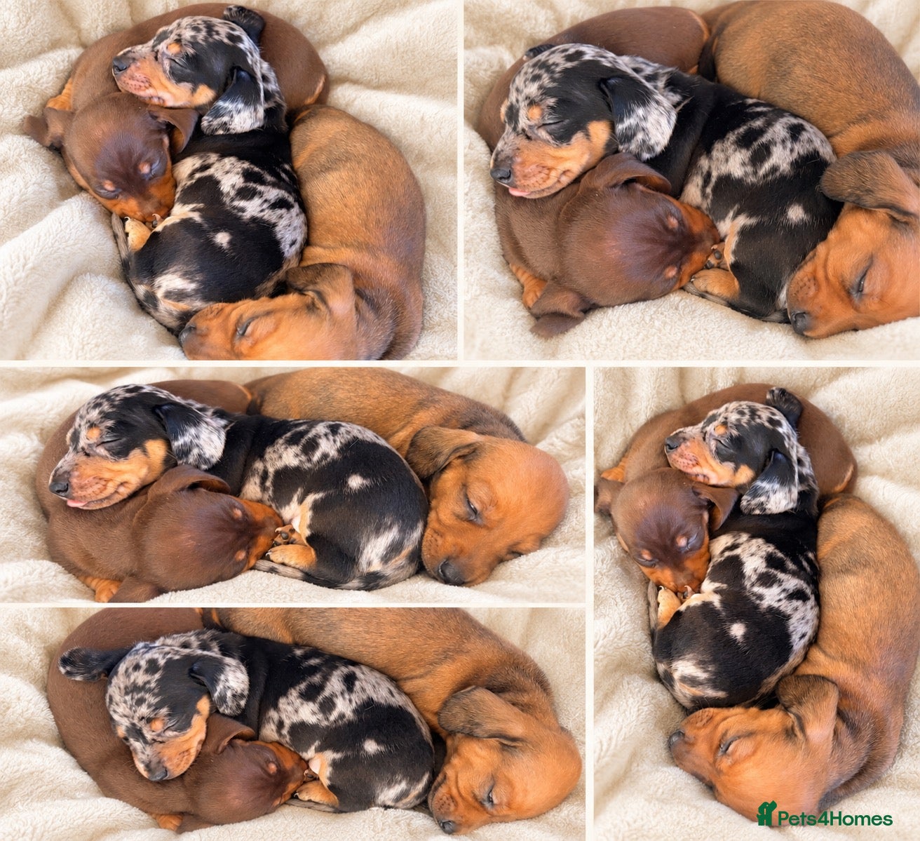 Miniature Dachshund dogs 🤍Exceptional PRA clear KC miniature Daschunds  - Advert 17