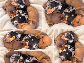 Miniature Dachshund dogs 🤍Exceptional PRA clear KC miniature Daschunds - Advert 17