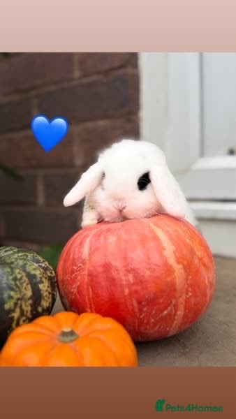 Mini Lop rabbits Beautiful mini lop babies  - Advert 5