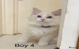Ragdoll cats for sale: 4 Ragdoll boys - Image 9